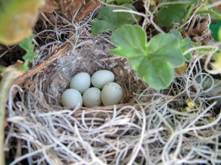 House Finch Nest (Santa Barbara, CA)