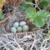 House Finch Nest (Santa Barbara, CA)