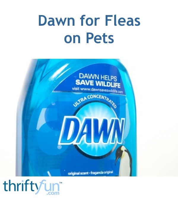 Dawn Dish Soap For Fleas In Carpet change comin