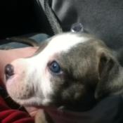 House Training a Puppy