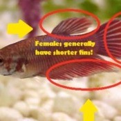 caring for beta fish
