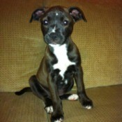 Dark brown and white puppy