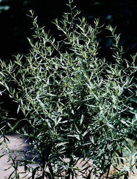 Thyme growing in an herb garden