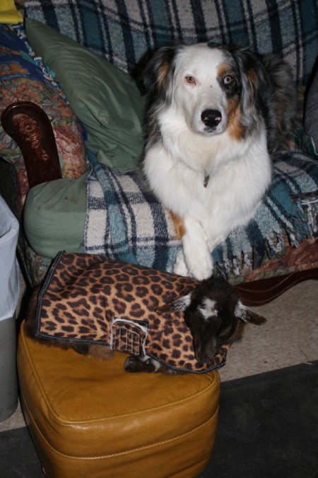 Goat and Dog on Sofa