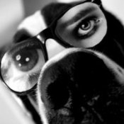 Hendrix (Saint Bernard)