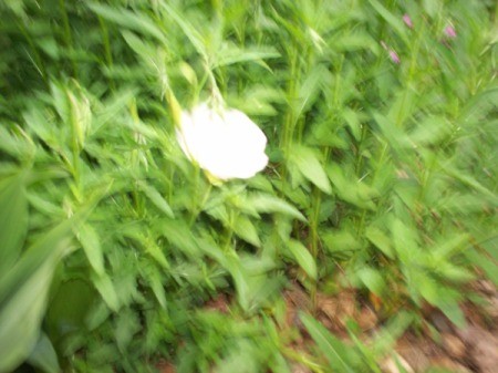 White flower with yellow center