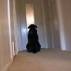Phoebe (Dog) - a black dog looking into a mirror down the hallway.