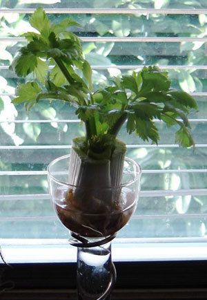 Windowsill Celery Hearts