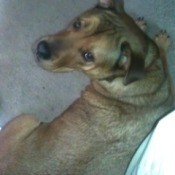 Mixed breed brown dog