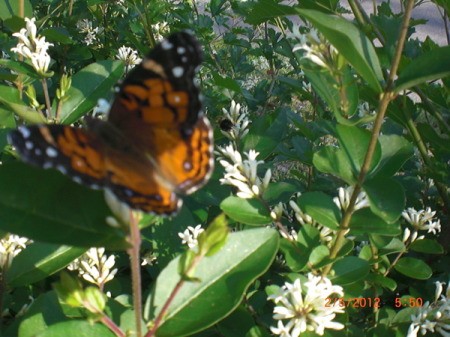 Butterfly and Bee working near hedge