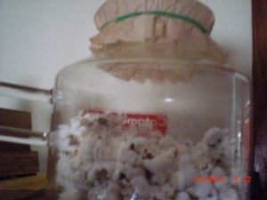 Coffee Filter For Missing Popcorn Popper Lid