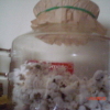 Coffee Filter For Missing Popcorn Popper Lid