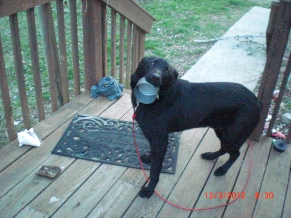 Blackie, a black lab and German Shepard mix, on a porch