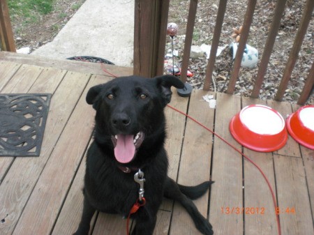 Blackie, a black lab and German Shepard mix, on a porch