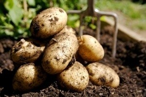 A pile of potatoes freshly dug up.