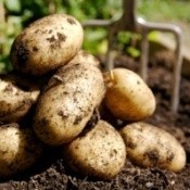 A pile of potatoes freshly dug up.