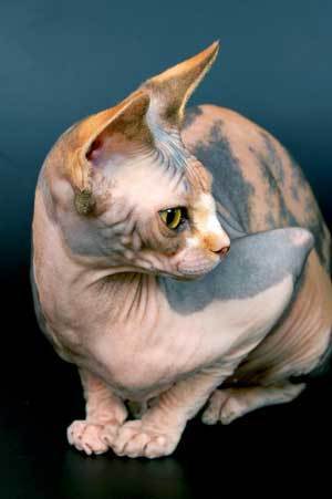 Adult Sphynx