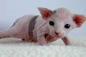 Sphynx Kitten