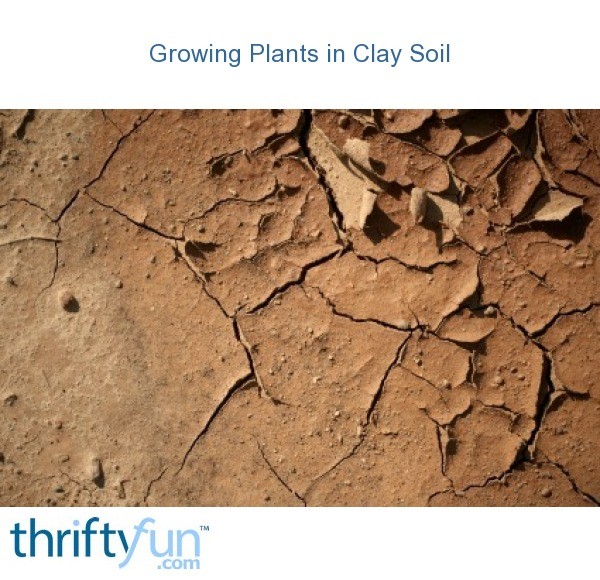 Growing Plants in Clay Soil? ThriftyFun