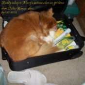 Buddy in a suitcase
