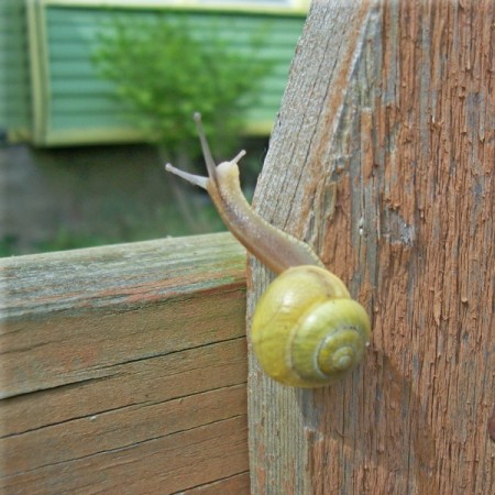 Snail on fence