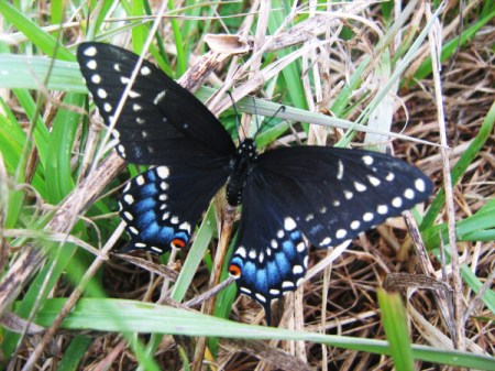 Spicebush Swallowtail