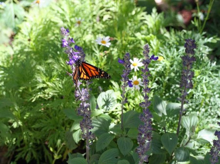 Monarch Butterfly (Santa Barbara, CA)