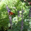 Monarch Butterfly (Santa Barbara, CA)