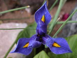 Miniature Iris (Dwarf Iris)