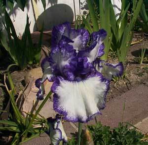 Growing Bearded Iris