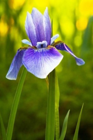 Winterizing Bearded Irises
