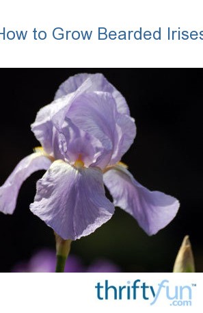 how to grow bearded irises thriftyfun how to grow bearded irises thriftyfun