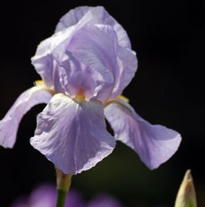 How to Grow Bearded Irises
