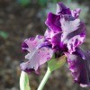 Growing Bearded Irises