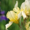 Transplanting Irises