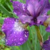 Deadheading Irises