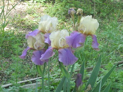 Irises in Bloom