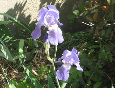 Irises in Bloom