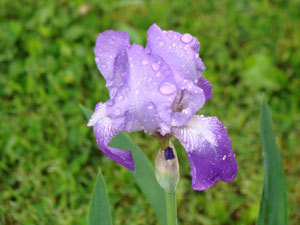 First Iris Blooms