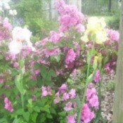 Irises and Azaleas