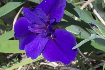 Irises in the Spring