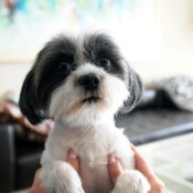 Dog Pees in the House When Excited
