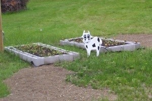 Planting In Cinderblocks