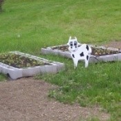 Planting In Cinderblocks