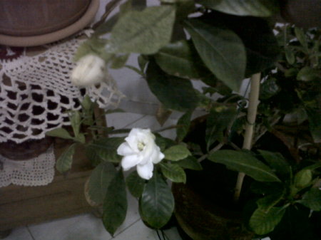 Gardenia with one open and one unopened bloom.
