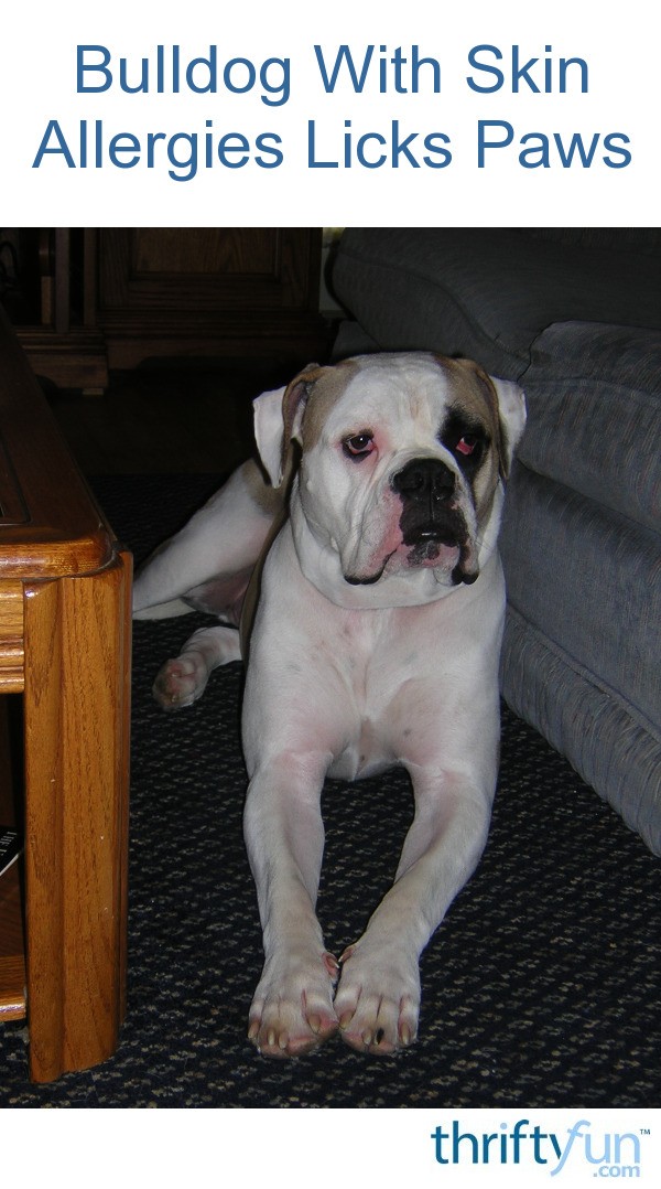 Bulldog With Skin Allergies Licks Paws? | ThriftyFun Bulldog With Skin Allergies Licks Paws? | ThriftyFun