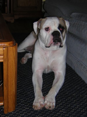 American Bulldog