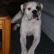 American Bulldog