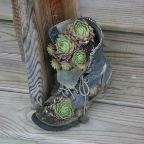 A succulent garden planted in an old boot.