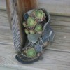 A succulent garden planted in an old boot.